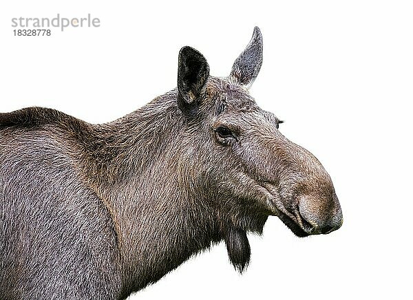 Elch (Alces alces) weiblich  Kuh Nahaufnahme Porträt gegen weißen Hintergrund