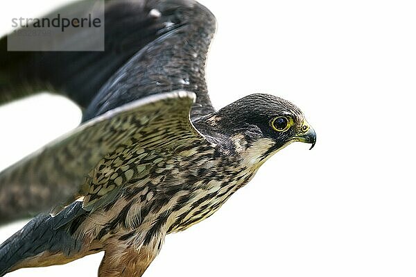 Baumfalke (Falco subbuteo) mit ausgebreiteten Flügeln zum Abflug vor weißem Hintergrund