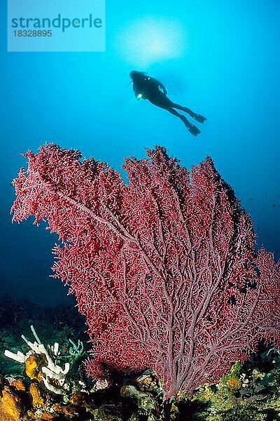 Roter Riesen-Knotenfächer (Melithaea)  Gorgonie  im Hintergrund Silhouette von Taucher mit Unterwasserlampe  Indischer Ozean  Pazifik  Koh Lanta  Thailand  Asien