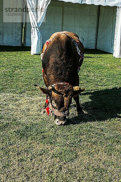 Brauner Stier mit traditionellem türkischem Stoff auf grünem Gras in der Auslage