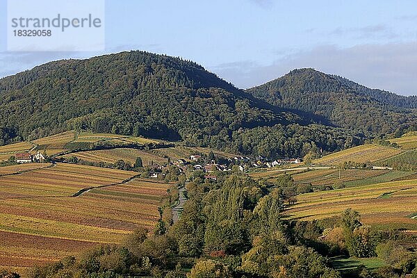 Herbstlich verfärbte Weinberge 2022 bei Landau in der Pfalz  Südliche Weinstraße  Pfälzer Wald  Rheinland-Pfalz  Deutschland  Europa
