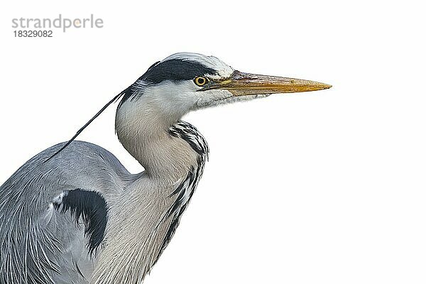 Graureiher (Ardea cinerea)  Graureiher  Porträt in Nahaufnahme vor weißem Hintergrund