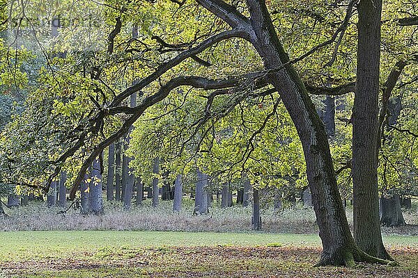 Eiche (Quercus robur)  Niedersachsen  Deutschland  Europa