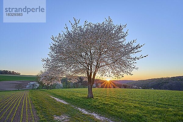 Landschaft  Kirschbaum  Blüten  Weg  Sonnenuntergang  Frühling  Reichartshausen  Amorbach  Odenwald  Bayern  Deutschland  Europa