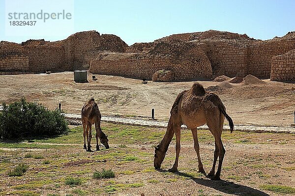 Samhuram  Khor Rouri  Ausgrabungsstätte an der alten Weihrauchstraße  Unesco Weltkulturerbe  nahe Salalah  Oman  Asien