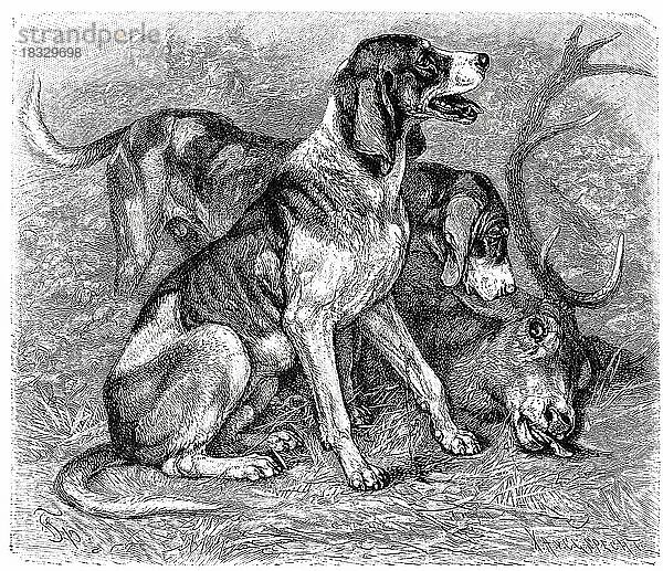 Hund (Canis familiaris)  Hirschhund sagax acceptorius  dog  deerhound  Historisch  digital restaurierte Reproduktion einer Originalvorlage aus dem 19. Jahrhundert  genaues Originaldatum nicht bekannt