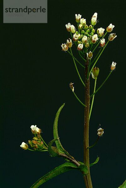 Heilpflanze Hirtentäschel  Hirtentäschelkraut (Capsella bursa-pastoris)  Hirtentaeschel  dem Hirtentäschelkraut werden traditionell Wirkungen gegen unterschiedlichste Beschwerden zugesprochen. So soll es unter anderem den Blutdruck regulieren  die Verdauung fördern  gegen Rheuma und Gicht sowie gegen Nasenbluten helfen  Heilpflanzliche Anwendung ohne Gewähr