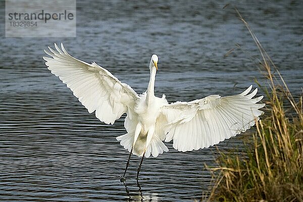 Im Wasser landender Silberreiher (Ardea alba)  Frontalaufnahme  Hessen  Deutschland  Europa