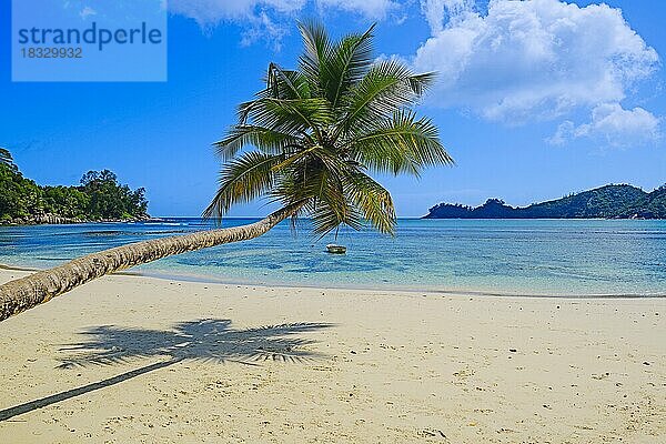 überhängende Kokospalme an der traumhaften Bucht von Baie Lazare  Insel Mahe  Westküste  Seychellen  Afrika