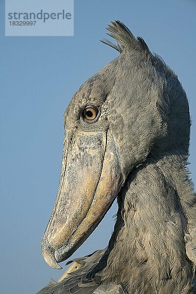 Schuhschnabel (Balaeniceps rex)  auch Abu Markub  Tierportrait  frontal  Profil  im Abendlicht  vor Himmel  Bangweulu Sümpfe  Sambia  Afrika