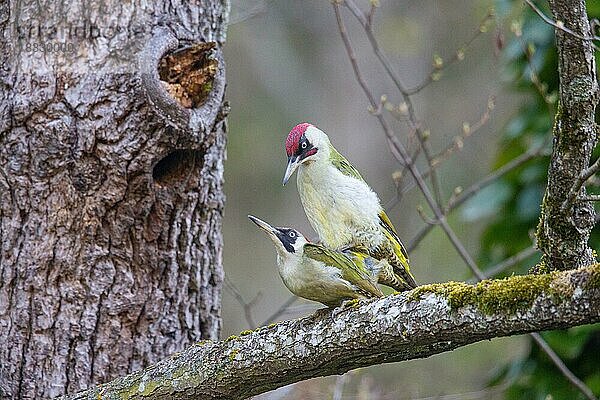 Grünspecht (Picus viridis) Paarung  Deutschland  Europa