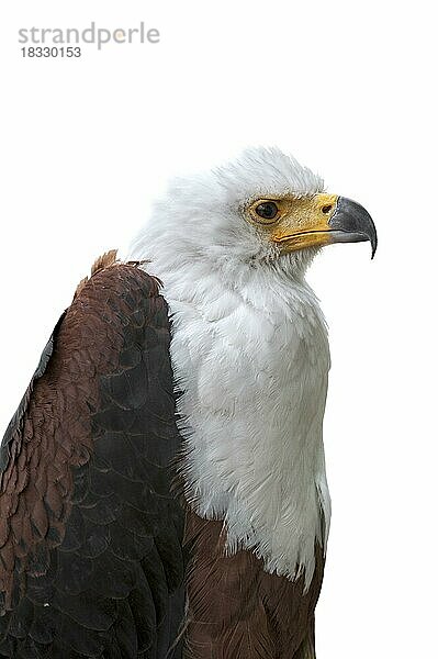 Nahaufnahme des afrikanischen Seeadlers (Haliaeetus vocifer)  der in Afrika südlich der Sahara heimisch ist  vor weißem Hintergrund