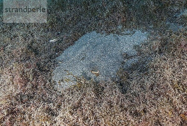 Im Sand vergrabener Engelshai (Squatina squatina)  Lanzarote  Kanaren  Spanien  Europa