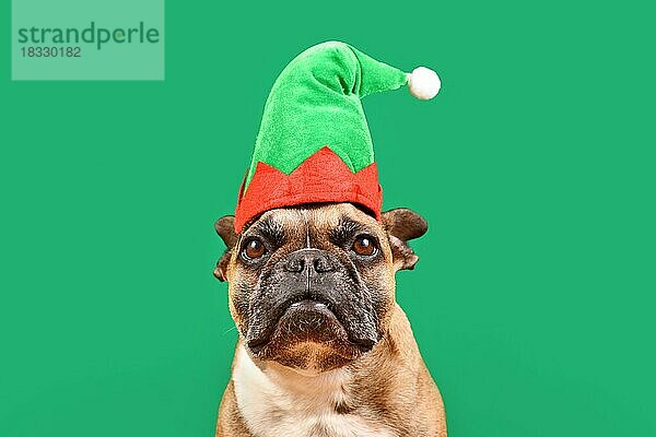 Französische Bulldogge Hund gekleidet mit Weihnachten Elf Kostüm Hut vor grünem Hintergrund