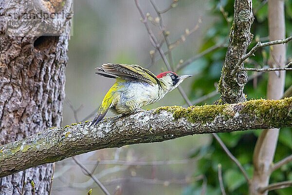 Grünspecht (Picus viridis) Weibchen nach der Paarung  Deutschland  Europa