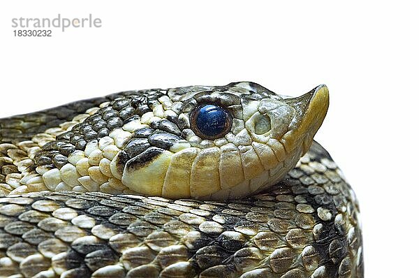 Westliche Hakennasennatter (Heterodon nasicus)  leicht giftige  in Nordamerika endemische Schlingnatter  Portrait vor weißem Hintergrund