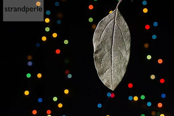 Trockenes Blatt auf einem Bokeh-Licht vor einem dunklen Hintergrund