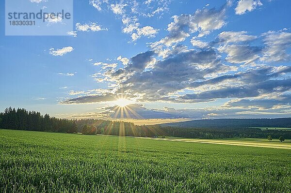 Getreidefeld  Himmel  Sonnenuntergang  Frühling  Weißenstadt  Oberfranken  Fichtelgebirge  Bayern  Deutschland  Europa