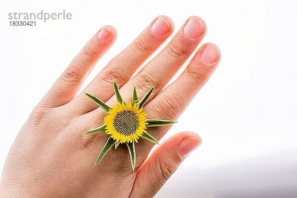 Hand hält gelbe Sonnenblume auf einem weißen Hintergrund