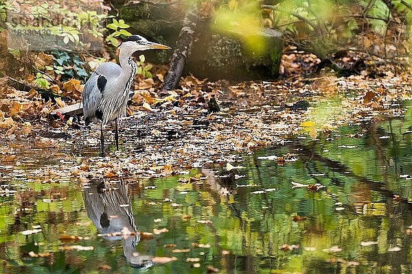 Auf Beute lauernder Graureiher (Ardea cinerea)  Wasserspiegelung  Hessen  Deutschland  Europa