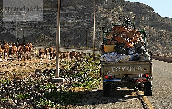 Kamelherde im Dhofargebiet  Jabal al Qamar  Südlicher Oman