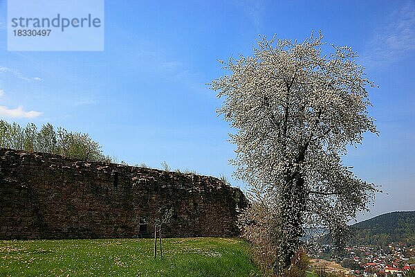 Östliche Wallmauer der Plassenburg mit einem blühenden Birnbaum  Kulmbach  Oberfranken  Bayern  Deutschland  Europa