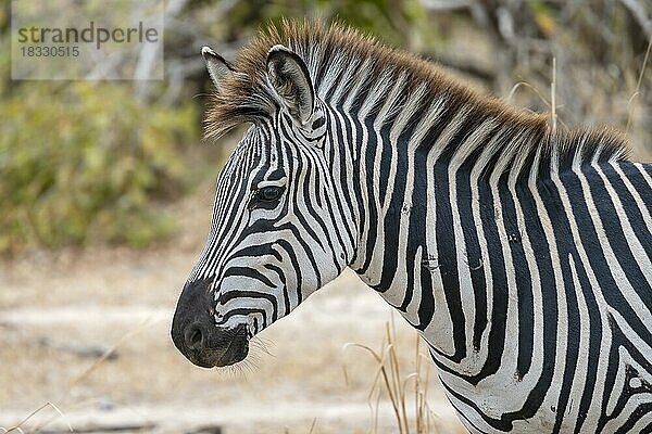 Steppenzebra der Unterart Crawshay-Zebra (Equus quagga crawshayi)  Tierportrait  Profil  seitlich  South Luangwa  Sambia  Afrika