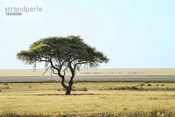 Der grüne Akazienbaum Vachellia tortilis steht vor der Etosha-Salzpfanne in der Wüste. Auf der Salzpfanne kreuzen viele Tiere von links nach rechts. Etosha-Nationalpark  Namibia  Afrika