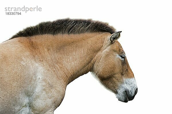 Nahaufnahme des Przewalski-Przewalski-Pferd (Equus ferus przewalskii)  das in den Steppen der Mongolei in Zentralasien beheimatet ist  vor weißem Hintergrund