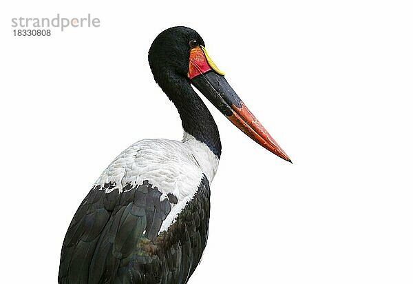 Sattelstorch (Ephippiorhynchus senegalensis)  Portrait des in Afrika heimischen Sattelstorchs vor weißem Hintergrund