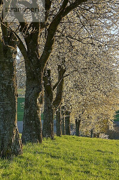 Kirschbaumreihe  Kirschblüten  Sonnenuntergang  Frühling  Reichartshausen  Amorbach  Odenwald  Bayern  Deutschland  Europa