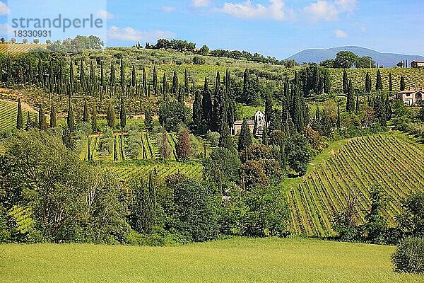 Landschaft in der Toscana bei Castelnuovo dell'Abate mit Zypressen und Olivenbaeumen  Weinanbau  Toskana  Italien  Europa