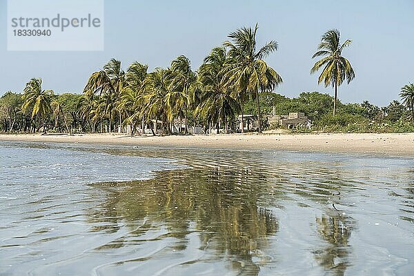 Palmen am Strand von Sanyang  Gambia  Westafrika  Afrika