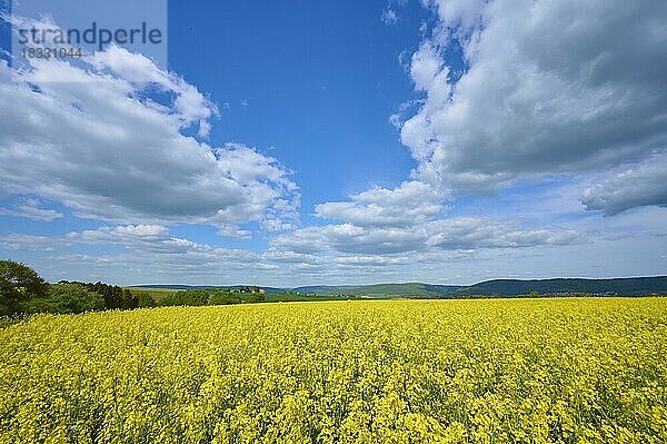 Landschaft  Rapsfeld  Blüte  Wolken  Frühling  Miltenberg  Spessart  Bayern  Deutschland  Europa