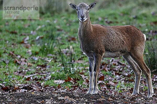 Europäischer Mufflon (Ovis gmelini musimon)  Weibchen  Schleswig-Holstein  Deutschland  Europa