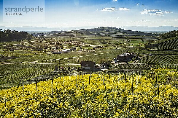 Ausblick auf Dorf und Weinberge  Bischoffingen  Kaiserstuhl  Oberrhein  Schwarzwald  Baden-Württemberg  Deutschland  Europa