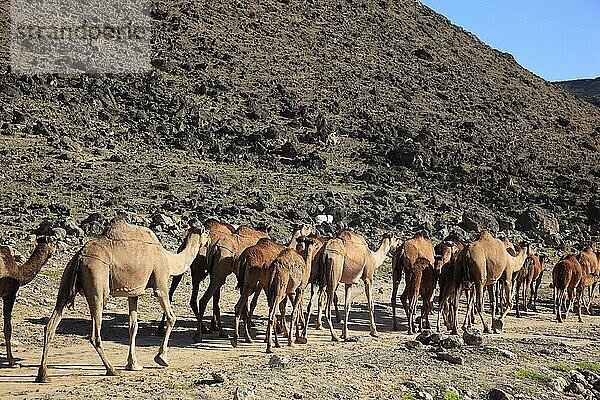 Kamelherde im Dhofargebiet  Jabal al Qamar  Südlicher Oman