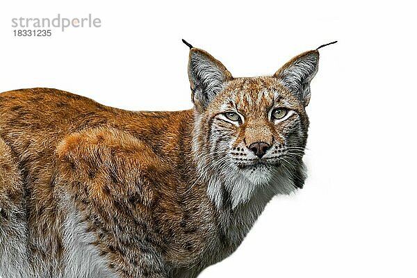 Europäischer Luchs (Lynx lynx) Nahaufnahme Porträt gegen weißen Hintergrund