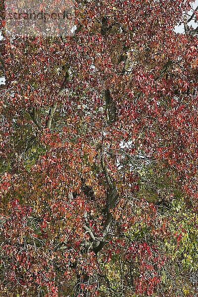 Amberbaum (Liquidambar styraciflu) im Herbstlaub  Nordrhein-Westfalen  Deutschland  Europa