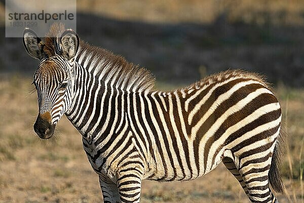 Steppenzebra der Unterart Crawshay-Zebra (Equus quagga crawshayi)  Fohlen  Jungtier  juvenil  Nahaufnahme  Detailansicht  South Luangwa  Sambia  Afrika
