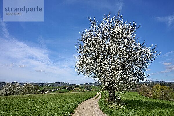 Landschaft  Feldweg  Kirschbaum  Blüten  Mittelgebirge  Frühling  Birkenau  Odenwald  Hessen  Deutschland  Europa