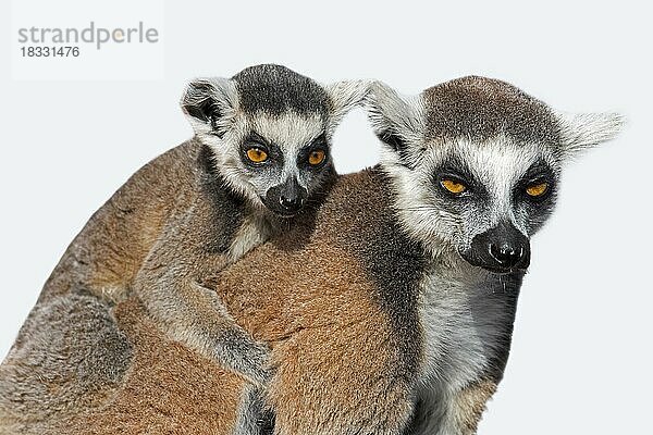 RingschwanzKatta (Lemur catta) mit Jungen auf dem Rücken vor weißem Hintergrund