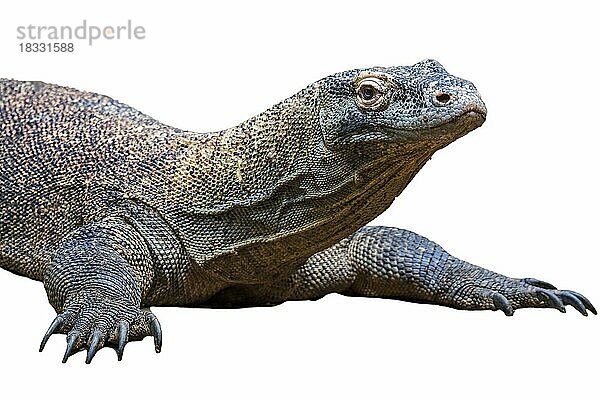 Komodowaran (Varanus komodoensis)  Komodowaran  eine Riesenechse  die auf den indonesischen Inseln Komodo  Rinca  Flores und Gili Motang heimisch ist  vor weißem Hintergrund