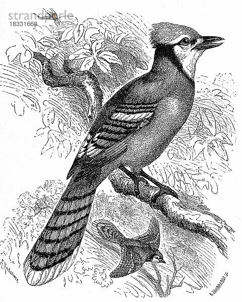 Vogel  Blauhäher (Cyanocitta cristata) ist eine Singvogelart aus der Familie der Rabenvögel  Historisch  digital restaurierte Reproduktion von einer Vorlage aus dem 19. Jahrhundert