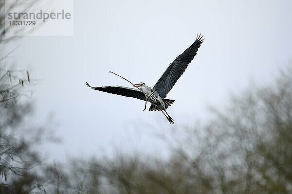 Graureiher (Ardea cinerea)  bringt Nistmaterial zum Nest  Essen  Ruhrgebiet  Nordrhein-Westfalen  Deutschland  Europa