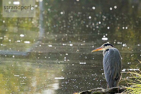 Graureiher (Ardea cinerea) am Gewässerufer  Gegenlichtaufnahme  Hessen  Deutschland  Europa