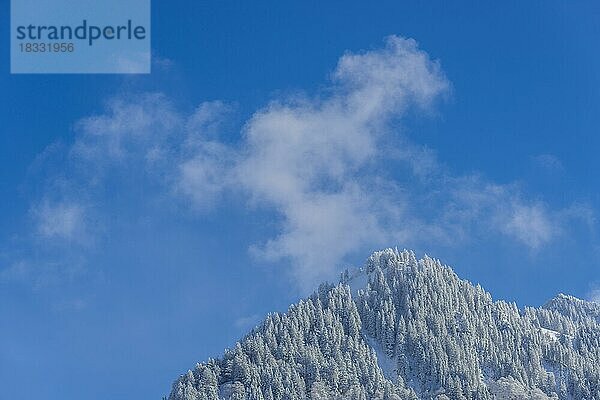 Riffenkopf  1748m  Oberallgaeu  Allgaeu  Bayern  Deutschland  Europa