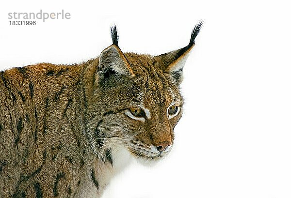 Europäischer Luchs (Lynx lynx) Nahaufnahme Porträt vor weißem Hintergrund