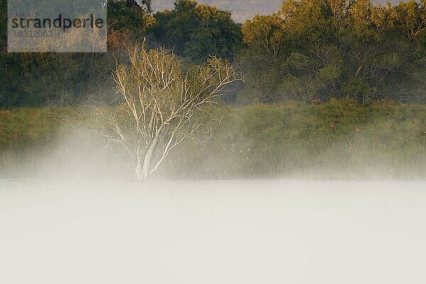 Ein überfluteter Baum steht im Sambesi-Fluss unter Wasser. Aus dem Wasserstrom steigt Nebel auf  der der Landschaft eine ruhige Stimmung verleiht. Sambesi-Fluss  Sambia  Afrika