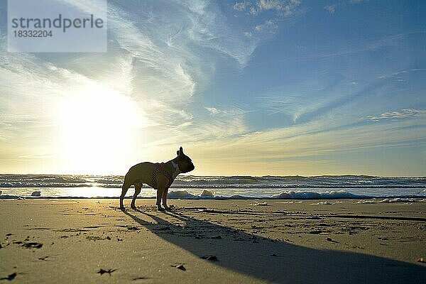 Silhouette einer Französischen Bulldogge vor schönem Sonnenuntergang am Sandstrand im Urlaub